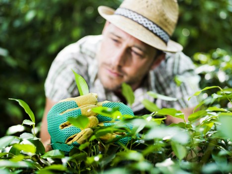 Free quote process for garden services in Hatton
