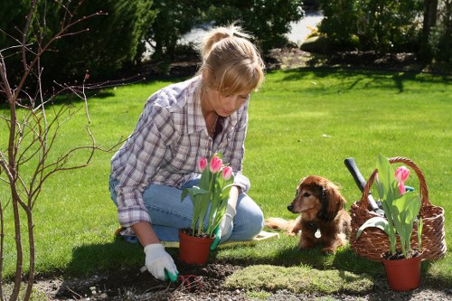 Expert hedge trimming service in Hatton for a tidy property finish