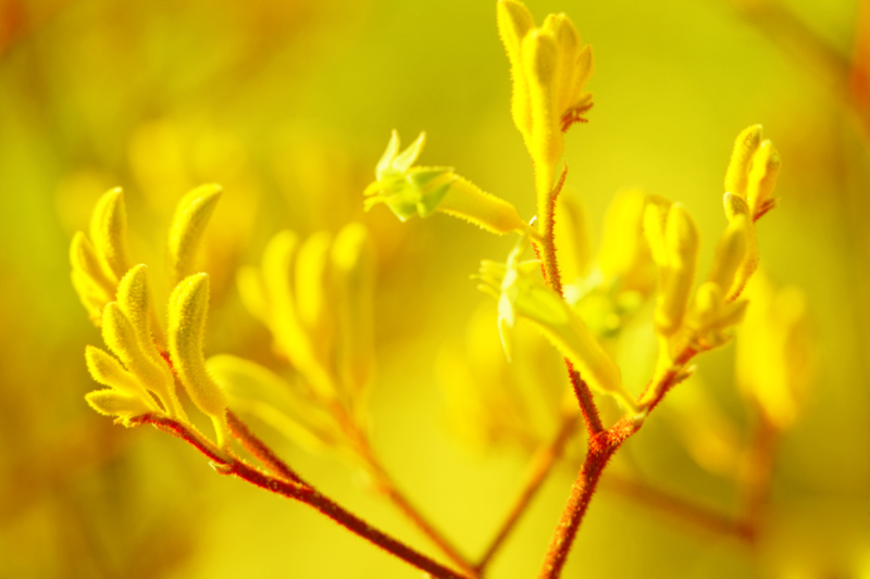 Hedge trimming Professional gardeners