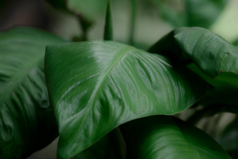 Close-up image of large, vibrant green leaves with a smooth, glossy texture and prominent veins, likely from a tropical plant, set against a blurred background of foliage. The leaves show subtle varia